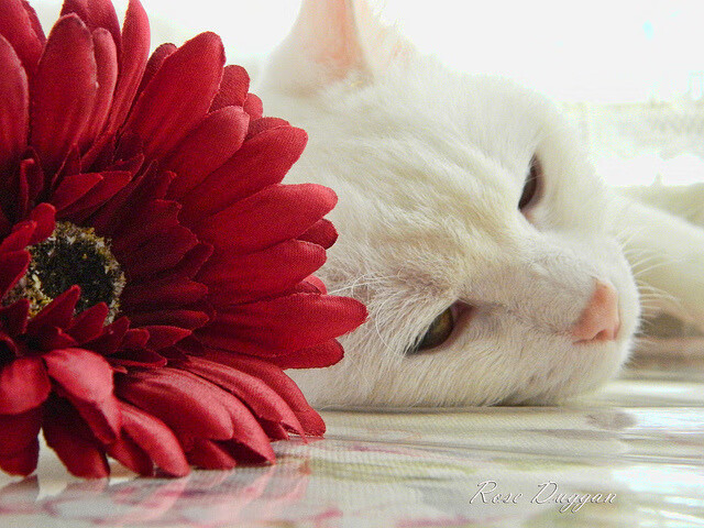 今夜没有怒吼的公牛,只有那个掌控风暴的冷静舞者—班凯罗