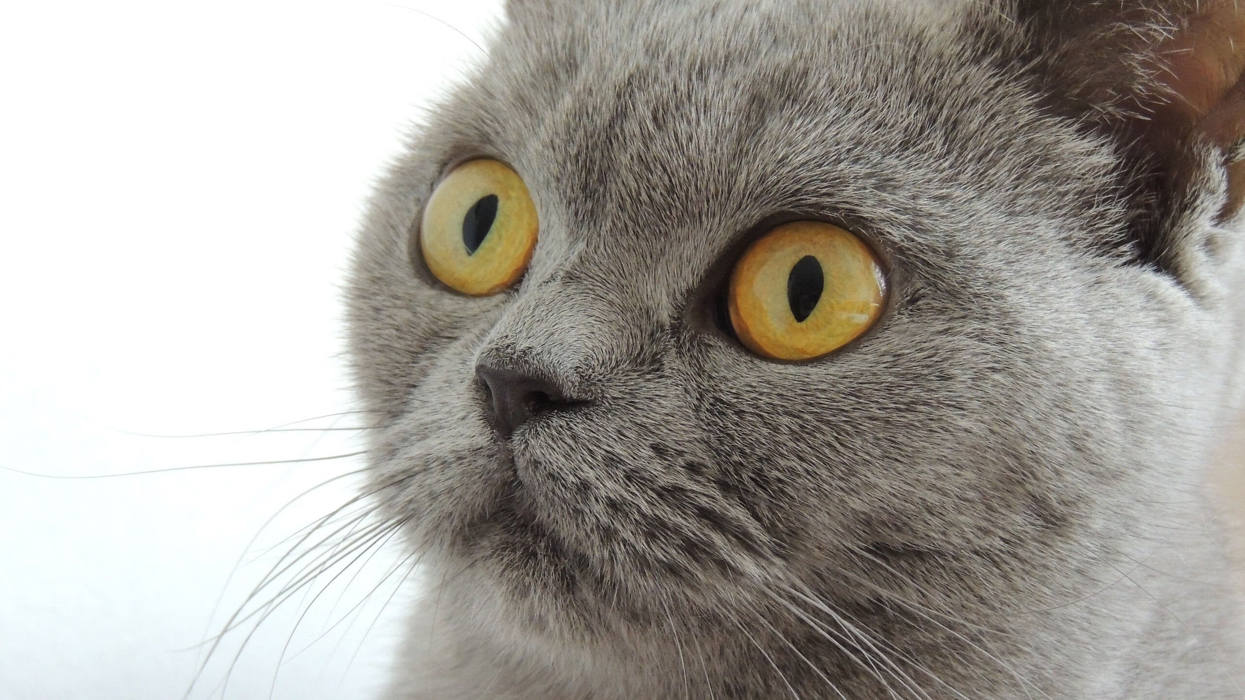 烈焰焚冰,一场定义季后赛气质的年度焦点之战