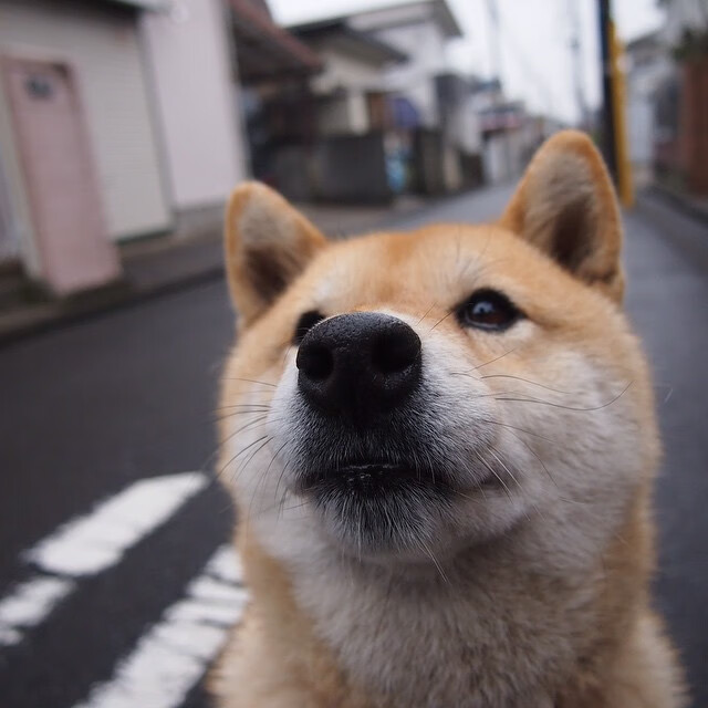 赛道与绿茵场间的掌控艺术,当F1车手遇见孙兴慜的节奏魔法
