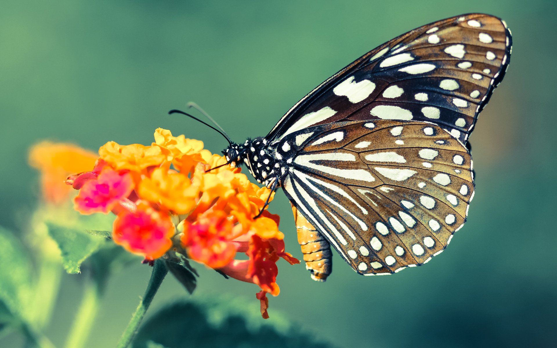 跨越球场的共鸣，独行侠的终结与哈利伯顿的接管