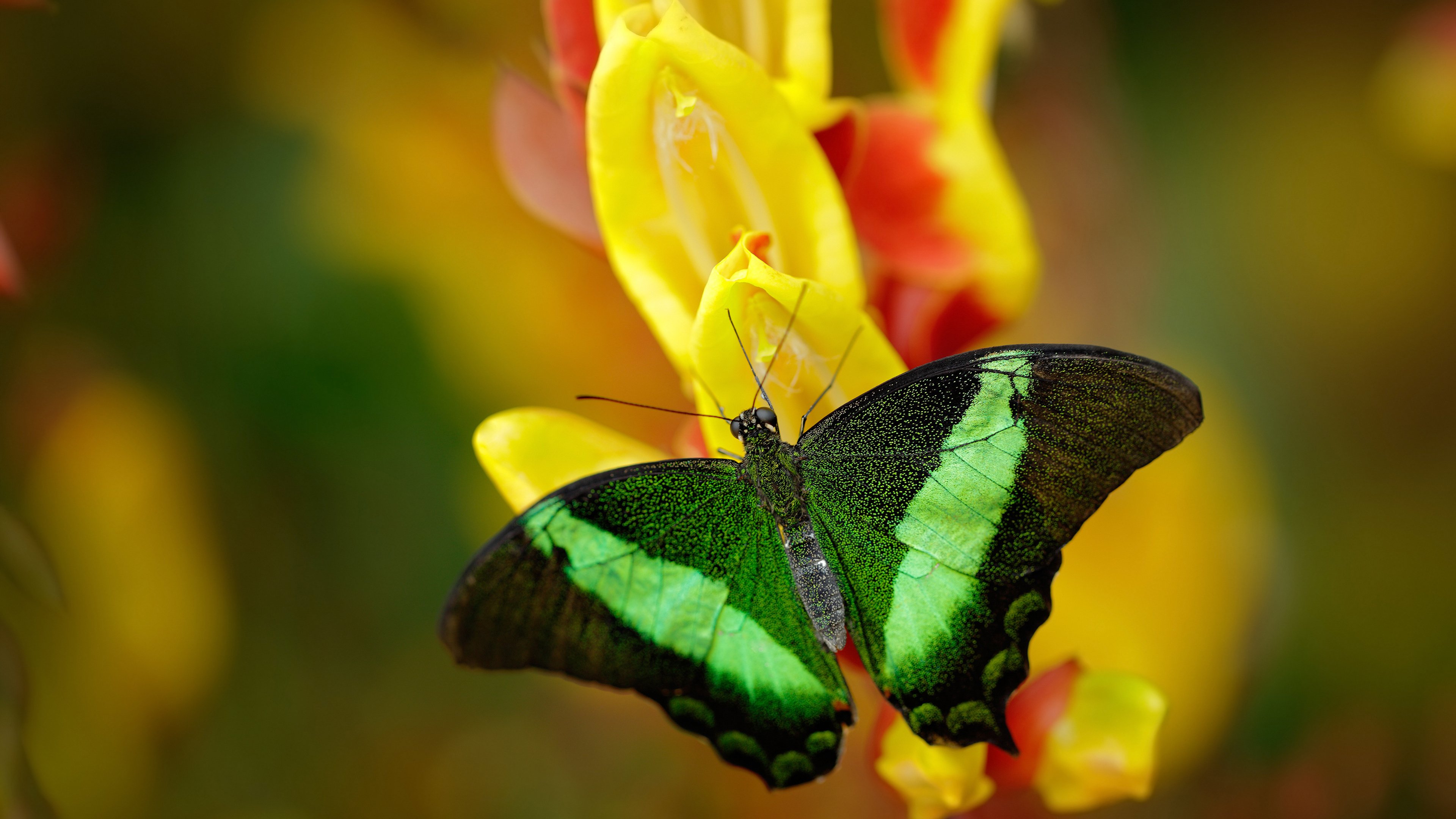 天问，唯一性的引力场—当新疆队提前终结悬念，而切特在欧冠半决赛接管比赛